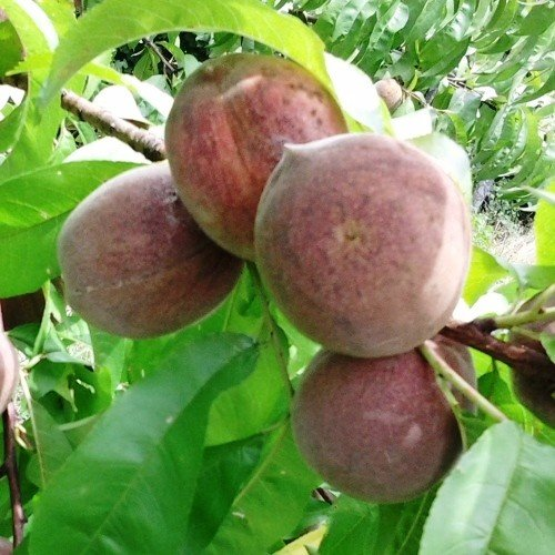 💥Winter Sale☃️Blood Peach - Rare Heirloom Fruit🍑