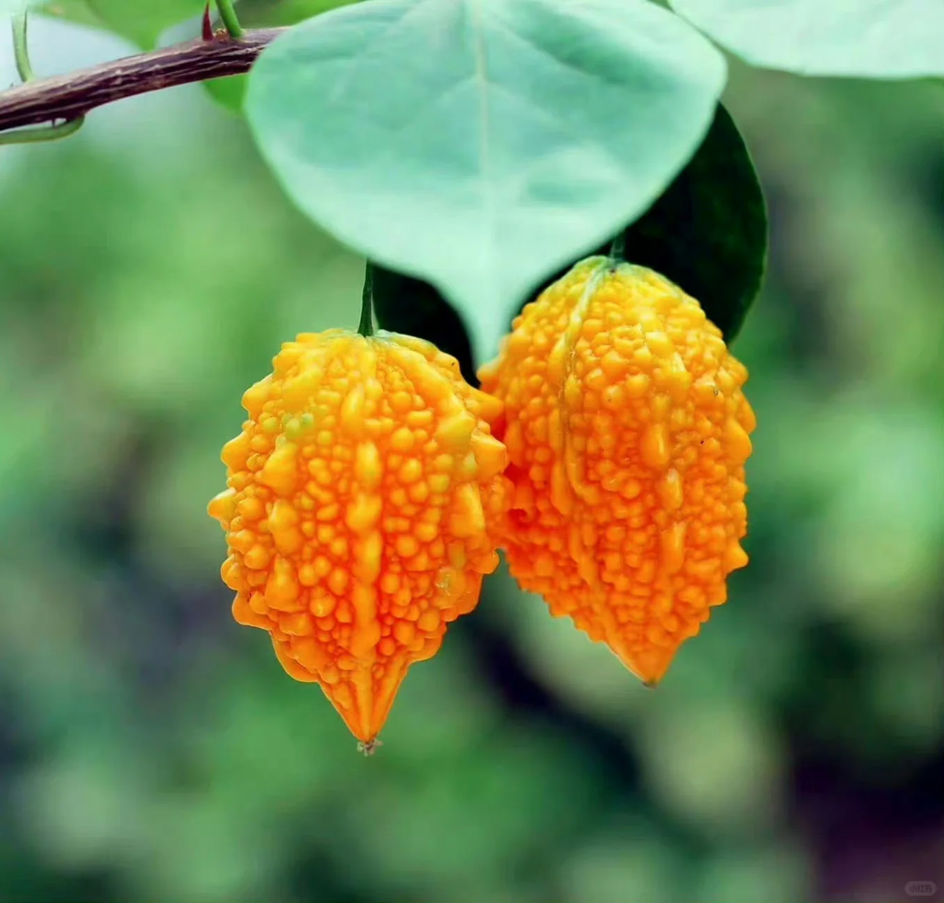 🎉LAST DAY 56% OFF💥Golden melon Lai grape  seeds