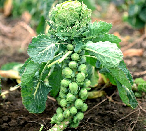 🎉Mini Cabbage Seeds Brussels Sprouts Seeds-fridayw