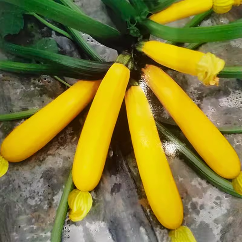 🎉50% OFF💥Banana Zucchini Seeds