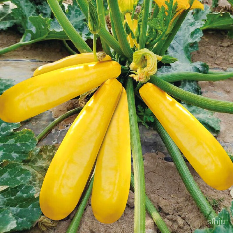 🎉50% OFF💥Banana Zucchini Seeds