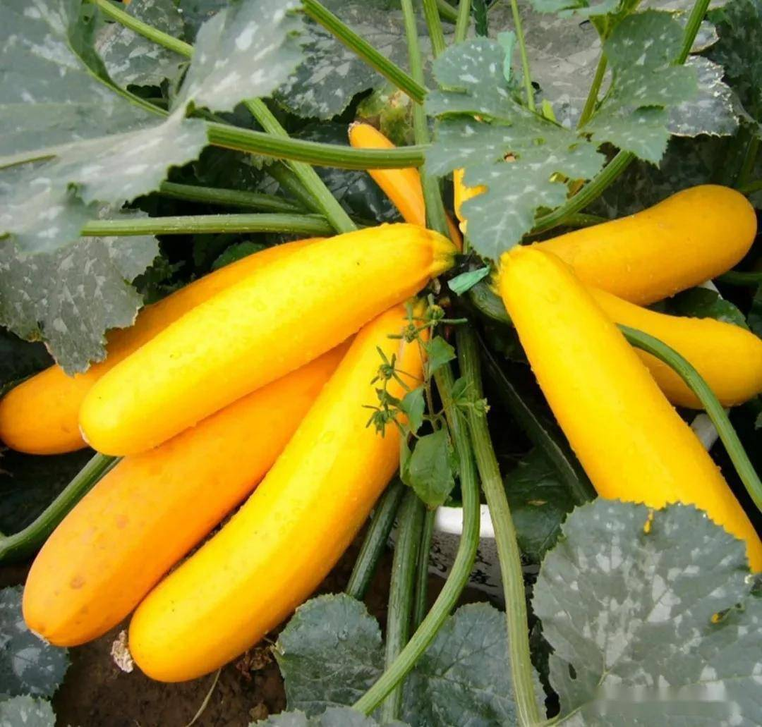🎉50% OFF💥Banana Zucchini Seeds