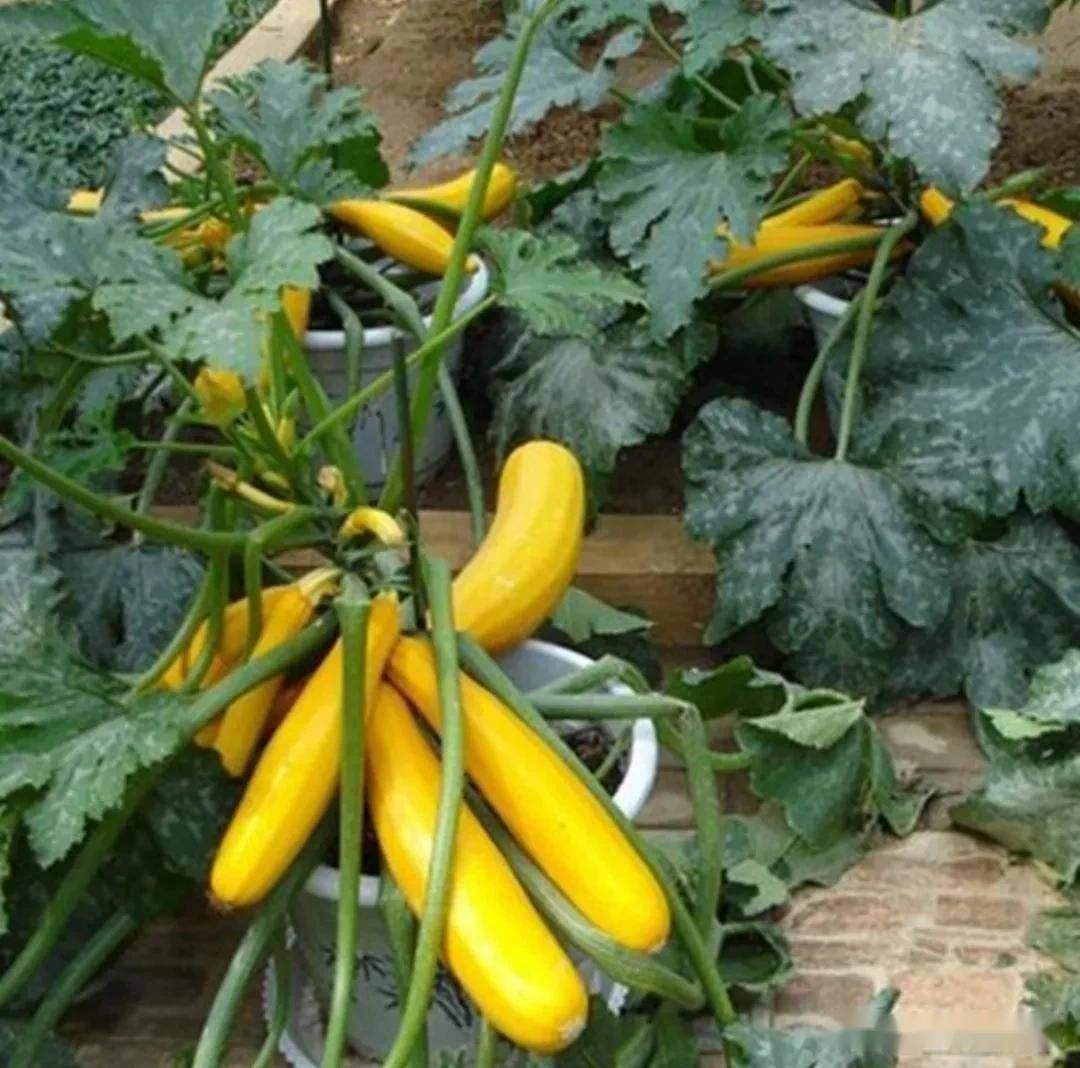 🎉50% OFF💥Banana Zucchini Seeds