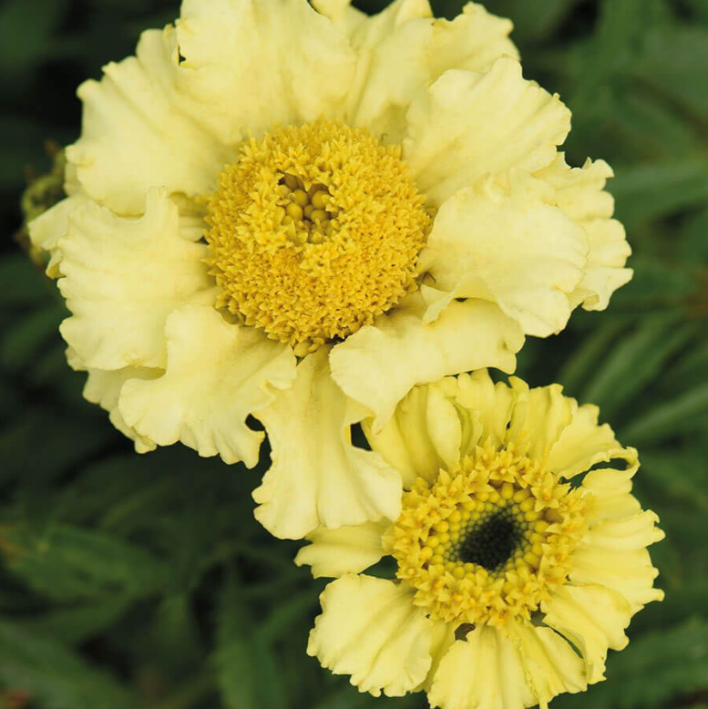 'Daisy Wheel Lemon' Marigold Seeds