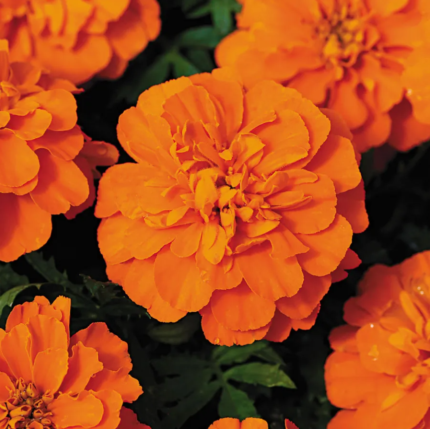  Deep Orange Marigold Seeds