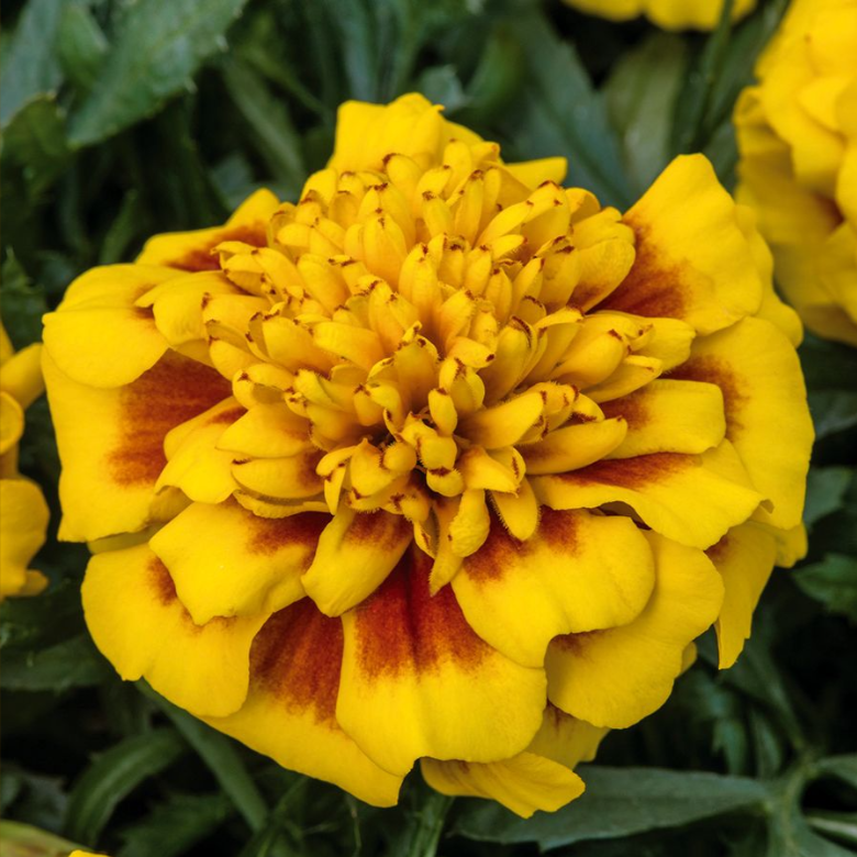 Yellow Bee Marigold Seeds