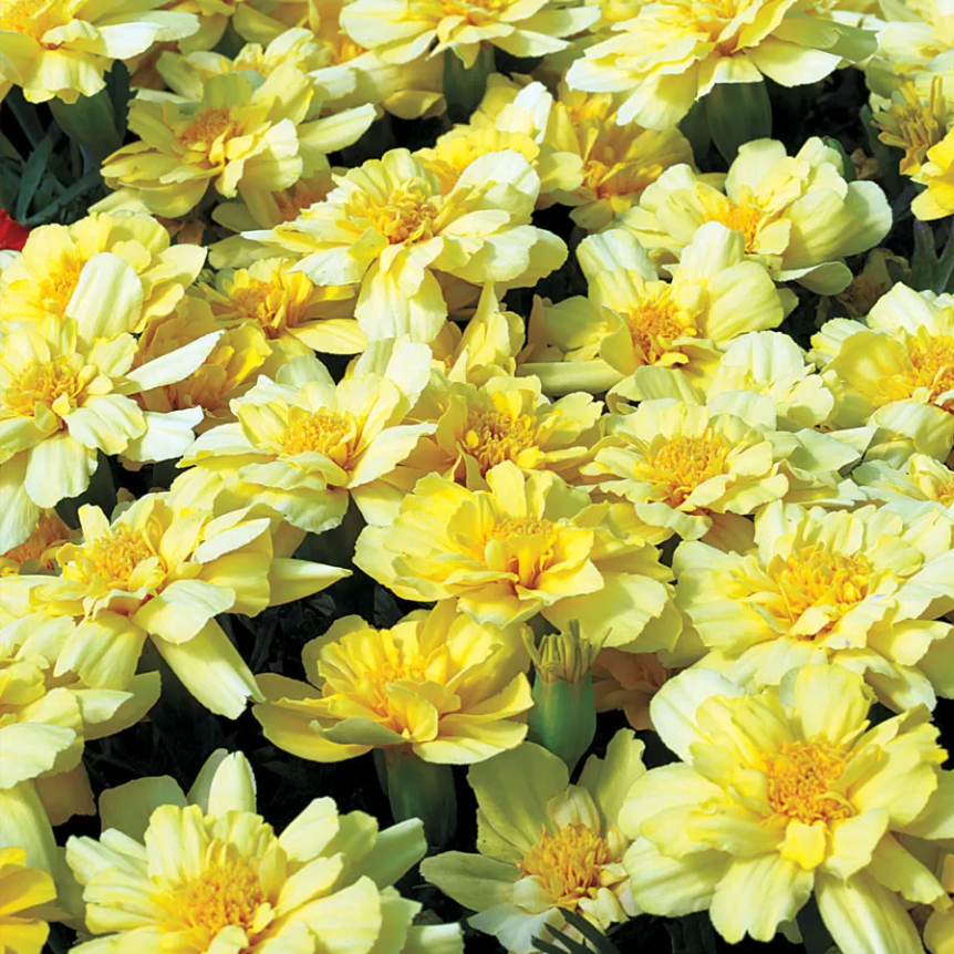 Alumia Vanilla Cream Marigold Seeds