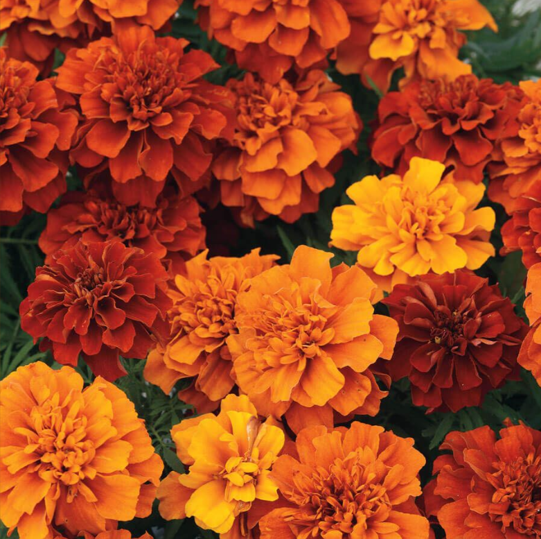 Fireball Marigold Seeds