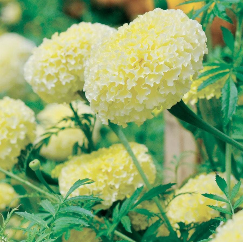 'White Swan' Marigold Seeds