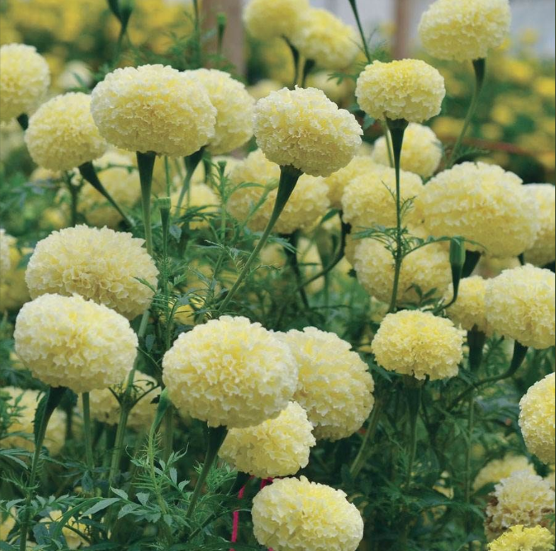 'White Swan' Marigold Seeds