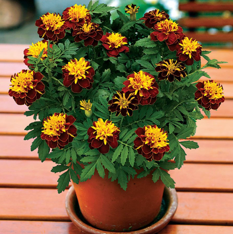 Tiger Eyes Marigold Seeds