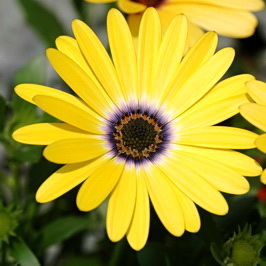  Daisy Flower Seeds, Marigold Mix Seeds, Osteospermum Seeds, 100pcs/pack