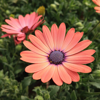  Daisy Flower Seeds, Marigold Mix Seeds, Osteospermum Seeds, 100pcs/pack