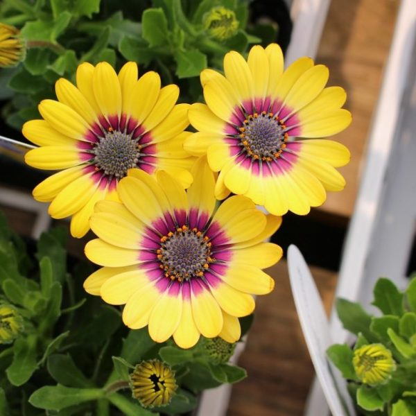  Daisy Flower Seeds, Marigold Mix Seeds, Osteospermum Seeds, 100pcs/pack