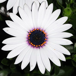  Daisy Flower Seeds, Marigold Mix Seeds, Osteospermum Seeds, 100pcs/pack