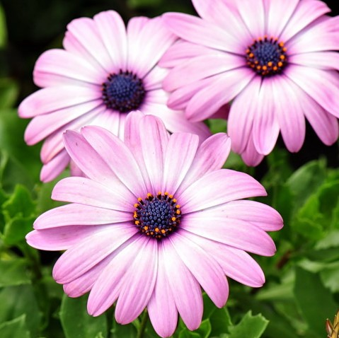  Daisy Flower Seeds, Marigold Mix Seeds, Osteospermum Seeds, 100pcs/pack