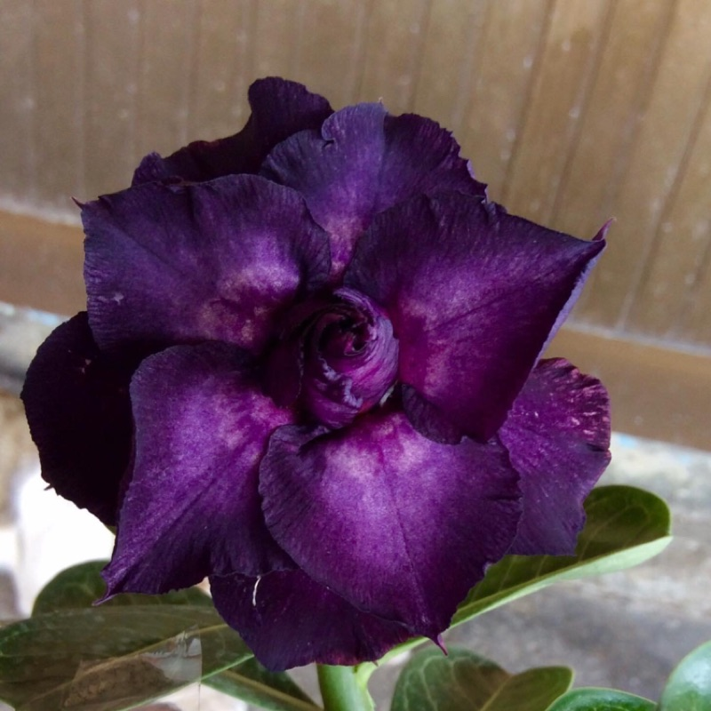 Purple Desert Rose Seeds 