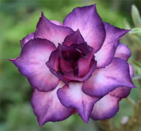 Purple Desert Rose Seeds 