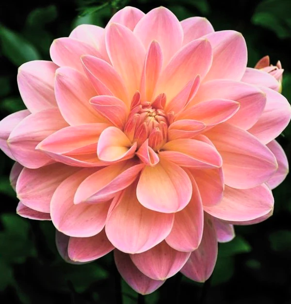 100Pcs Dahlia Bulb Flower Seeds Bonsai Flower Bulbs