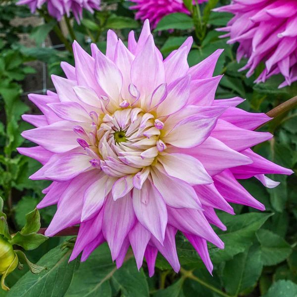 100Pcs Dahlia Bulb Flower Seeds Bonsai Flower Bulbs