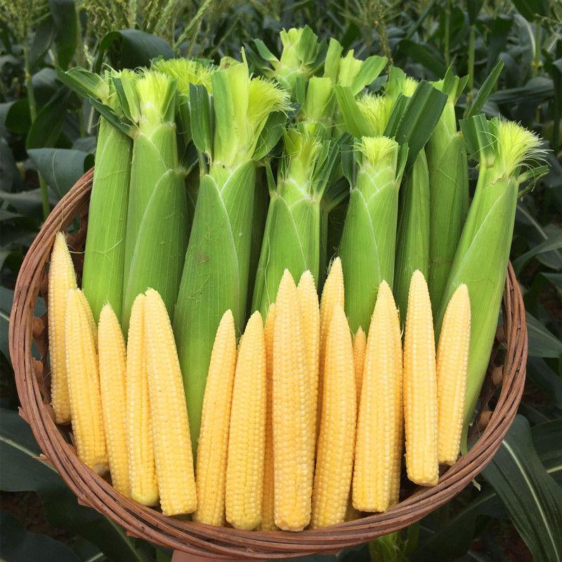 💥🌽Mini palm corn shoot seeds