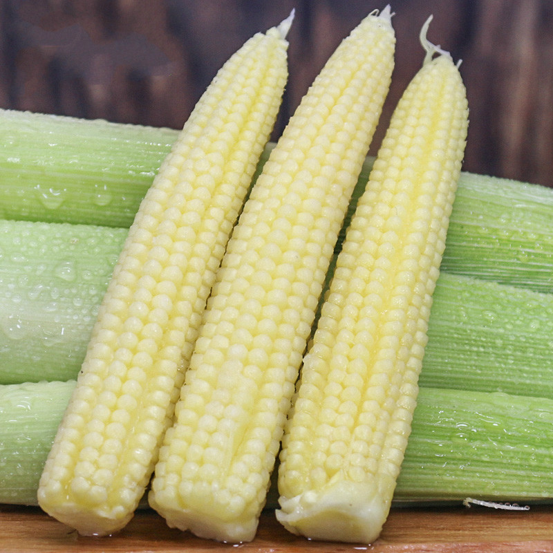 💥🌽Mini palm corn shoot seeds