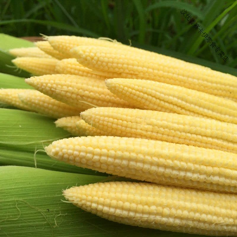 💥🌽Mini palm corn shoot seeds