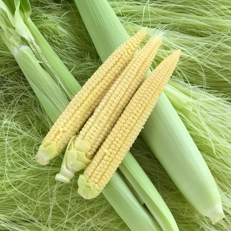 💥🌽Mini palm corn shoot seeds