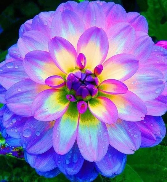 🎉100Pcs Dahlia Flower Seeds Bonsai Flower Seeds