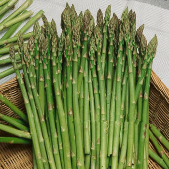 Millennium Asparagus Seed