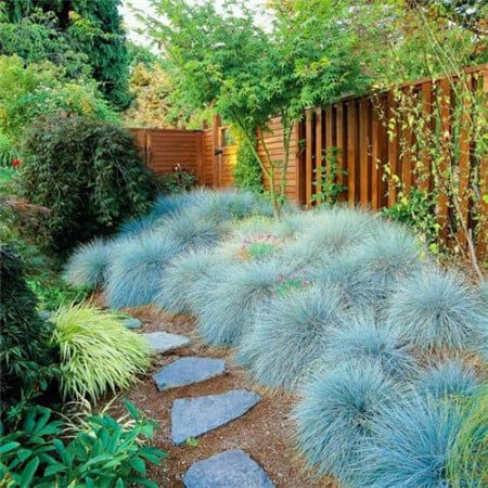 Blue Fescue, Ornamental Grass Seeds