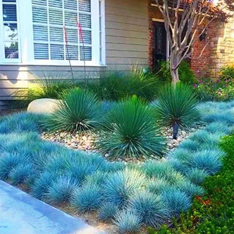 Blue Fescue, Ornamental Grass Seeds