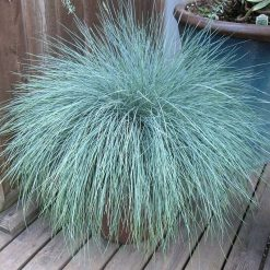 Blue Fescue, Ornamental Grass Seeds