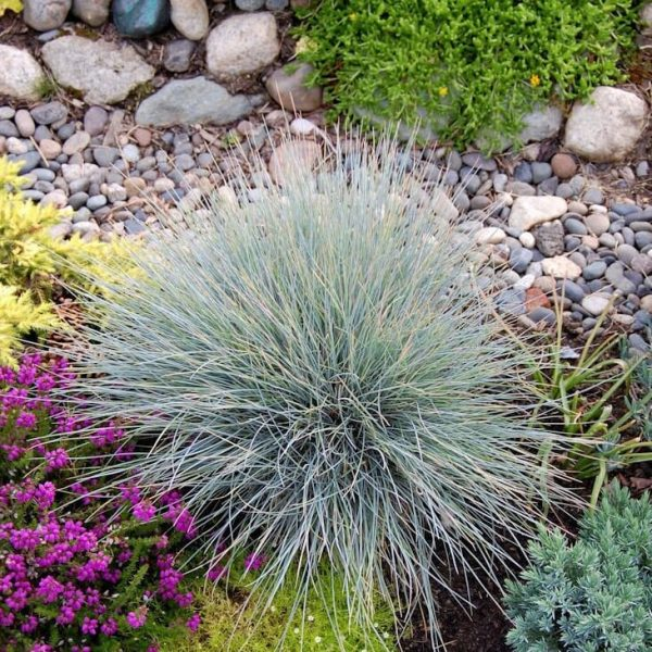 Blue Fescue, Ornamental Grass Seeds