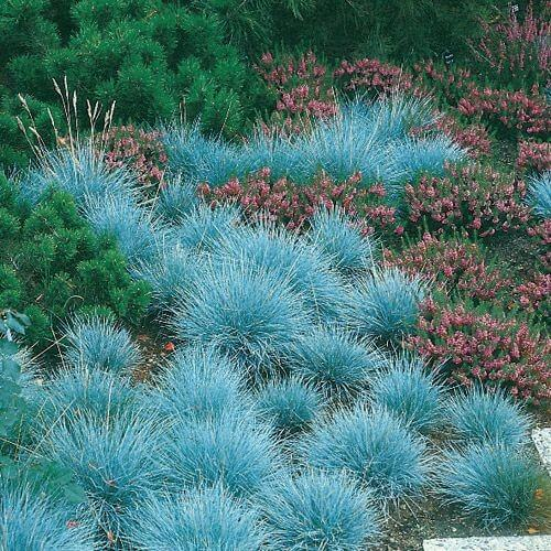 Blue Fescue, Ornamental Grass Seeds
