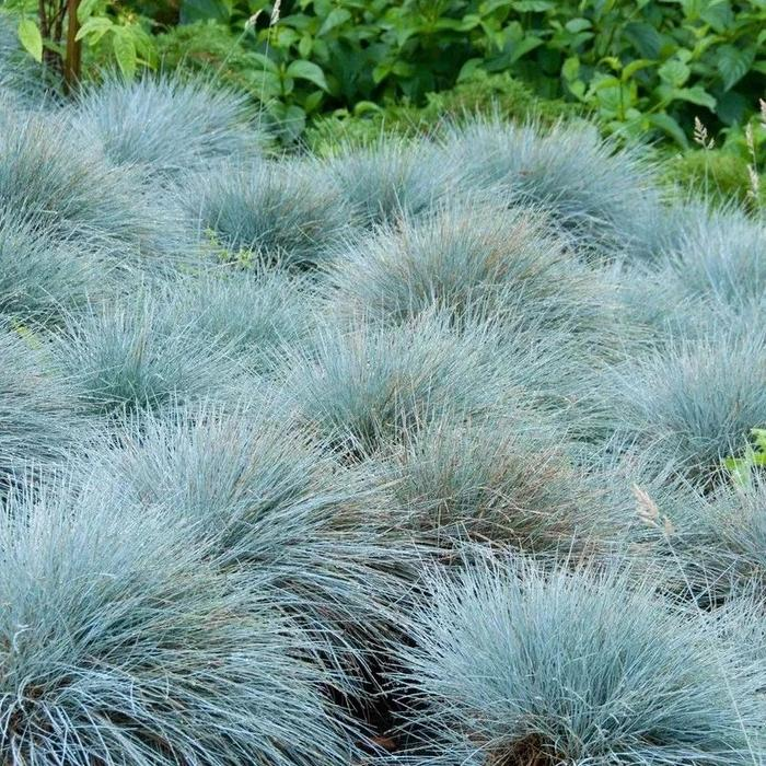 Blue Fescue, Ornamental Grass Seeds