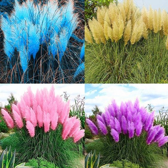 200 Pcs Pampas Grass Magic Garden Seeds