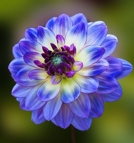 🎉100Pcs Dahlia Flower Seeds Bonsai Flower Seeds