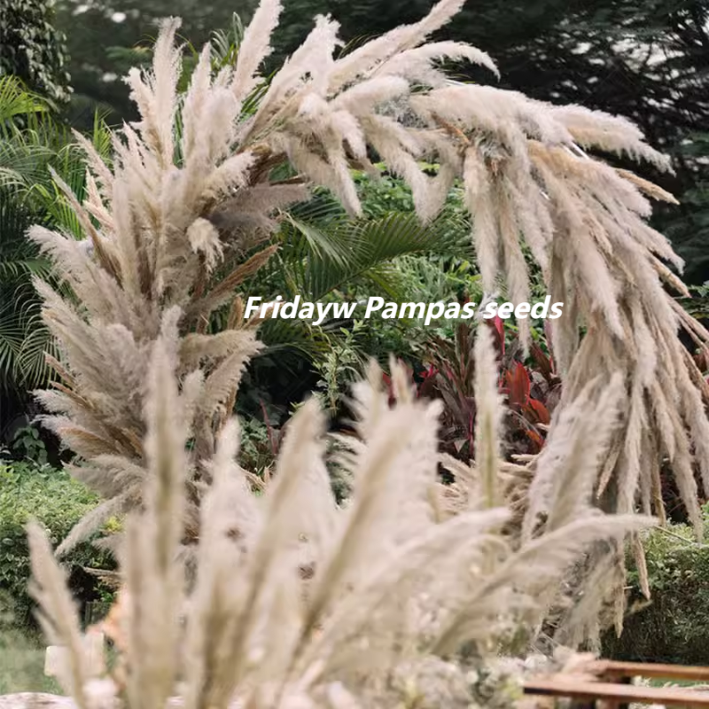 How to Care Your Pampas Grass?