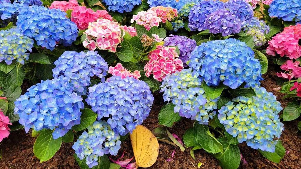 💙100 Pcs Hydrangea Seed Bonsai Flower Seeds ☀️Hydrangea Perennial