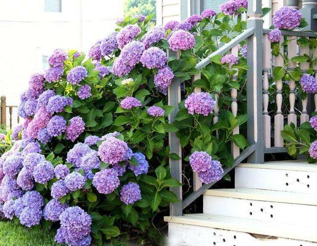 20 pcs/Pack Hydrangea Seed Bonsai Flower Seeds Hydrangea Perennial Garden Home