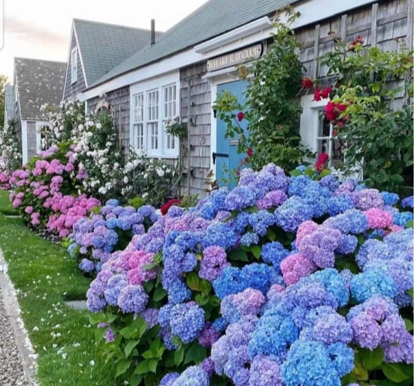 💙100 Pcs Hydrangea Seed Bonsai Flower Seeds ☀️Hydrangea Perennial Garden Home