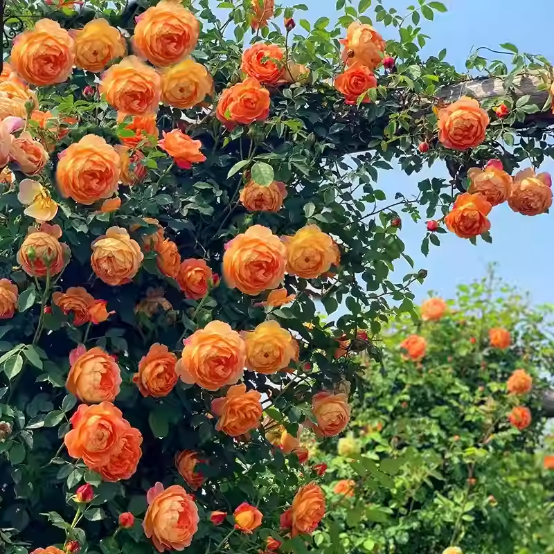 50pcs/Bag Climbing Rose Seeds