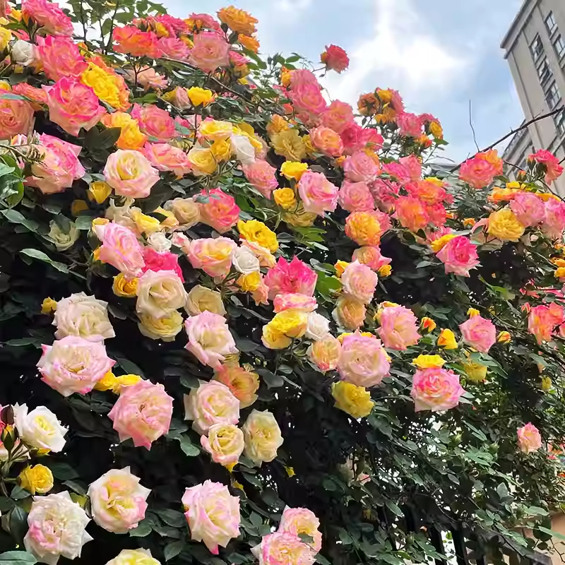 50pcs/Bag Climbing Rose Seeds