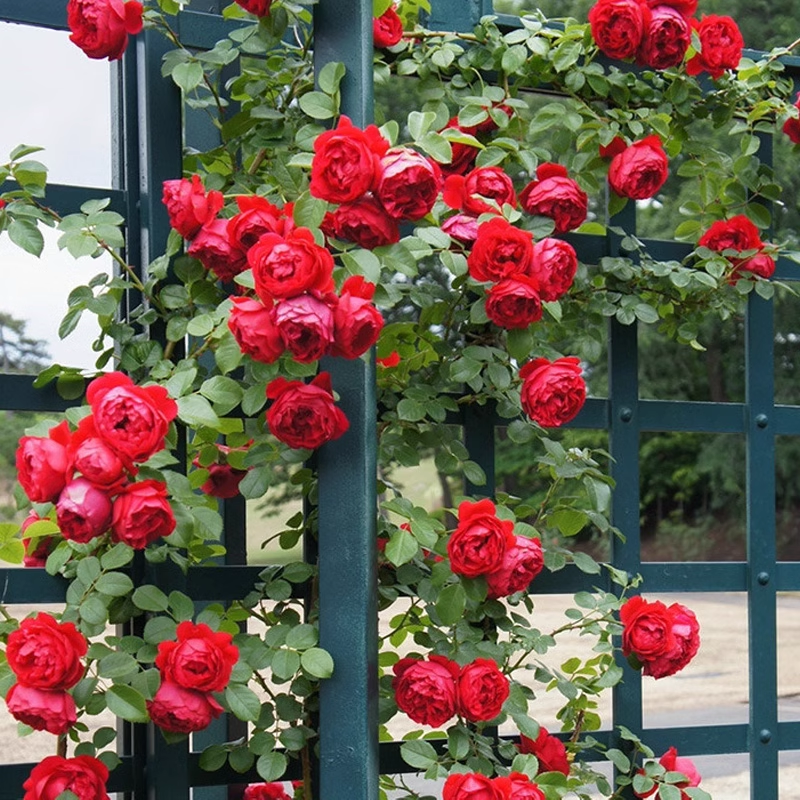 50pcs/Bag Climbing Rose Seeds
