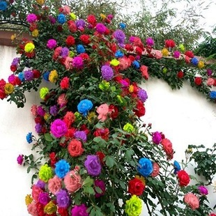 100 pcs/Bag Climbing Rose Seeds