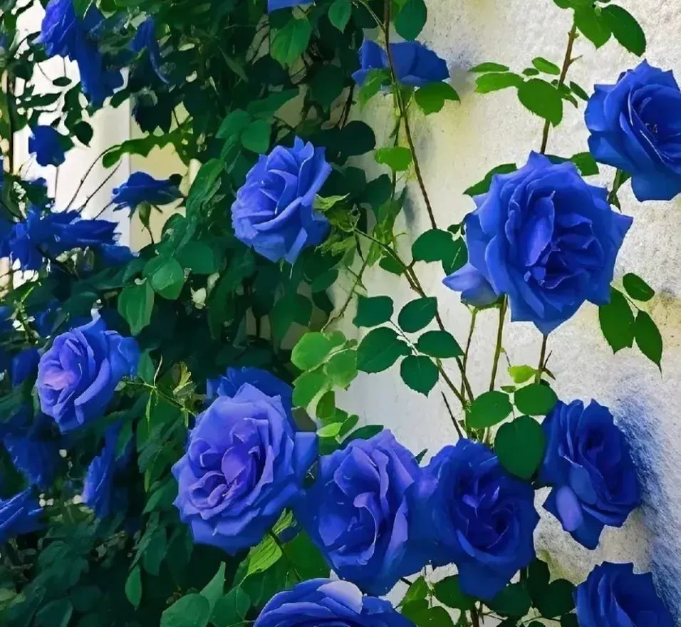 💥53% OFF💙Blue Enchantress Mix Rose Seeds✨