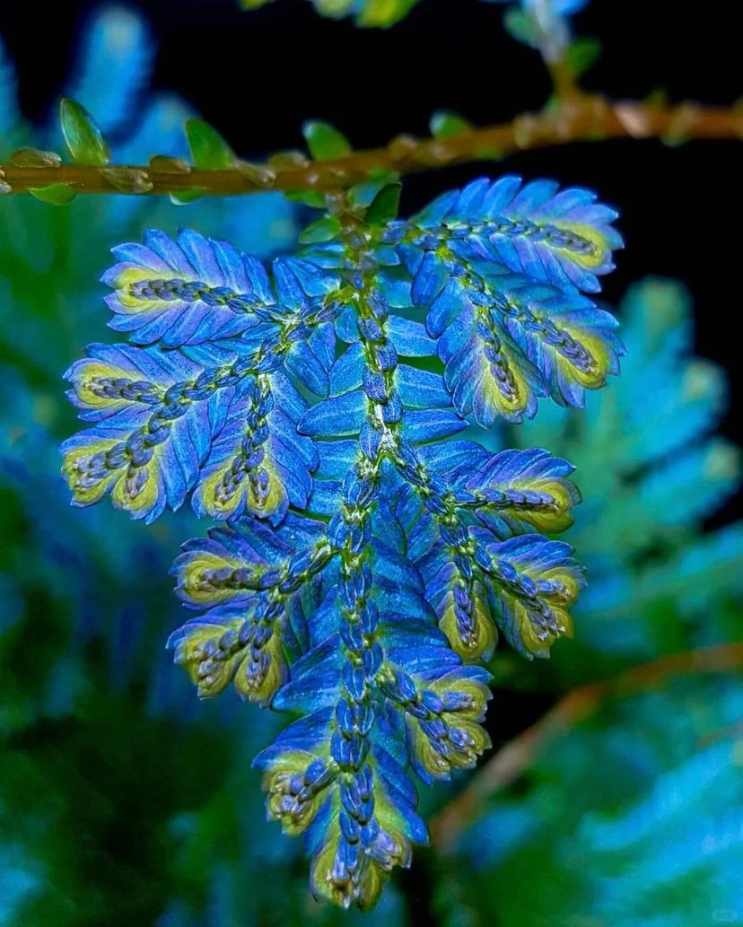💎Indigo jade cloud grass seeds