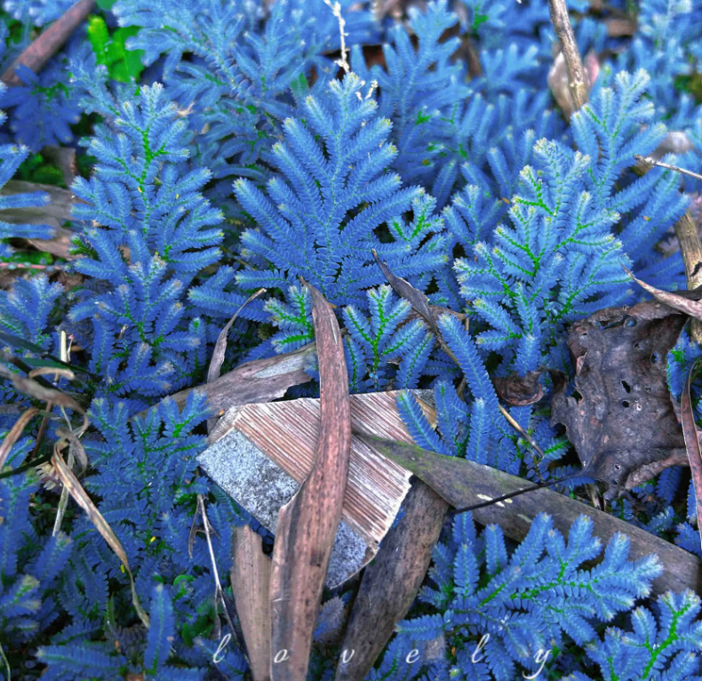 💎Indigo jade cloud grass seeds