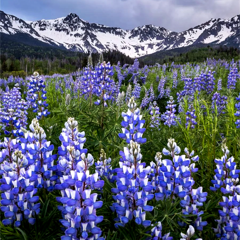 ✨54% OFF🌈Lupine flower seeds